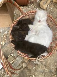 Cuccioli gattini figli di Gatto d'angora