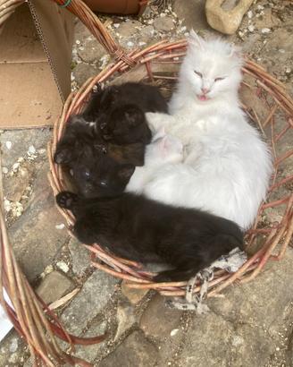 Cuccioli gattini figli di Gatto d'angora