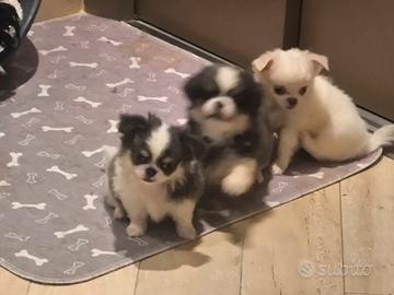 chihuahua maschietti 