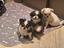 Immagine 1