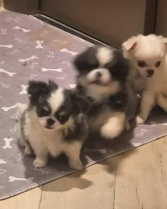 chihuahua maschietti 