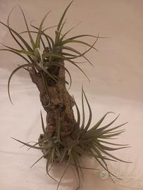  Tillandsia - pianta dell'aria 