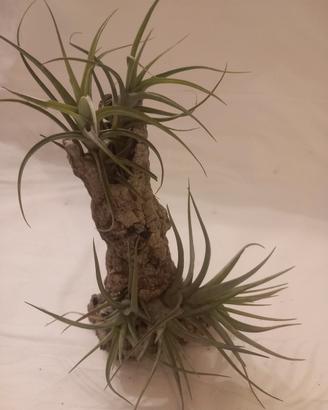  Tillandsia - pianta dell'aria 