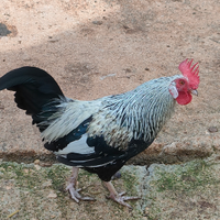 Galline