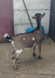 Capra tibetana nanissima