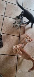 gatti 