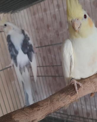 Coppia sessolegata