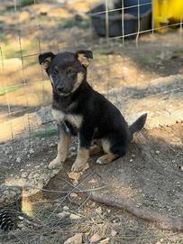 Cuccioli taglia media piccola