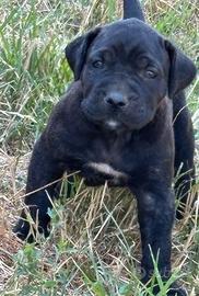 Bandog