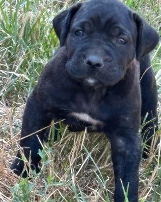 Bandog