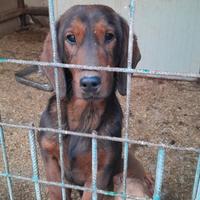 Dachsbrake