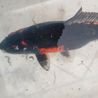 Carpa Koi kikokuriu cm35 femmina