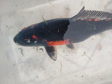 Carpa Koi kikokuriu cm35 femmina