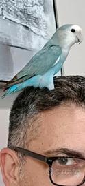 Pappagallo inseparabile