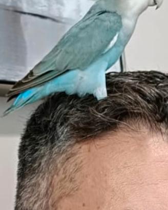 Pappagallo inseparabile