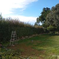 Giardiniere esperto Qualificato