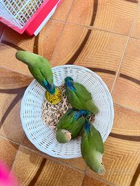 Inseparabili