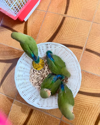 Inseparabili