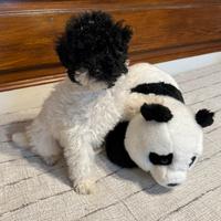 Barboncino particolor