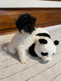 Barboncino particolor