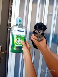 Maltipoo mini