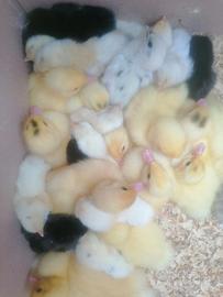 Australorp /ovaiole
