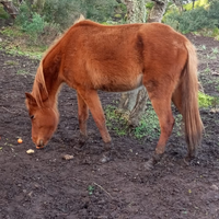 Doppio pony femmina del 2022