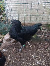 Galletti araucana e ayman cemani