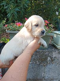 Golden retriever