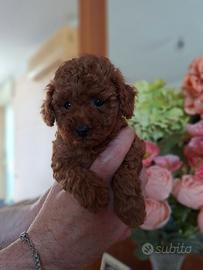 Cucciolo di Barboncino Toy