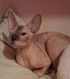 Gatta don sphynx 2 anni (consegna)