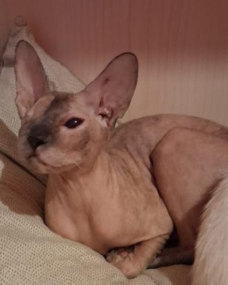 Gatta don sphynx 2 anni (consegna)