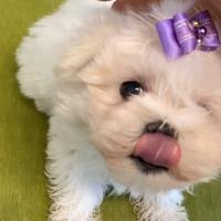 Maltese