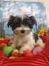 -di-piccola-taglia-cuccioli-biewer-yorkshire-