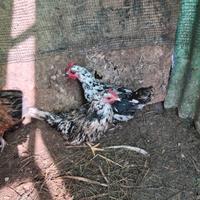 Galline millefiori
