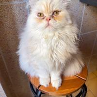 Disponibile per monta - persiano chinchilla golden