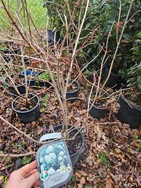 viburno palla di maggio 