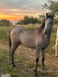Puledro andaluso