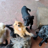 Cuccioli mix pastore del Caucaso/ mastino napoleta