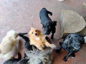 Cuccioli mix pastore del Caucaso/ mastino napoleta