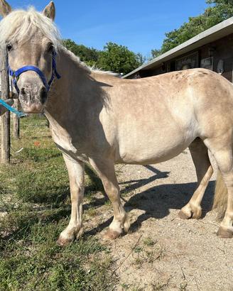 Pony femmina
