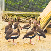 Anatre dendrocigno becco rosso