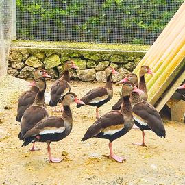 Anatre dendrocigno becco rosso