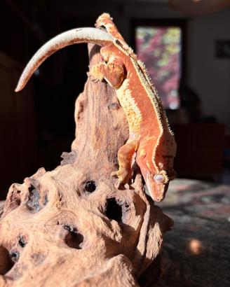 Geco ciliatus