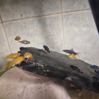 Piccoli ciclidi malawi