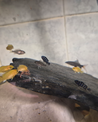 Piccoli ciclidi malawi