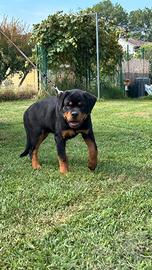 Cucciola Femmina Rottweiler