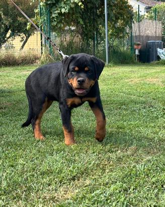 Cucciola Femmina Rottweiler