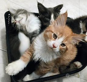 Cuccioli maine coon