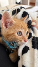 Gatto arancione di 1 mese